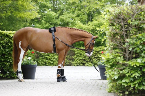 Walsh Training Surcingle With Fleece Pad 1 Walsh Training Surcingle With Fleece Pad