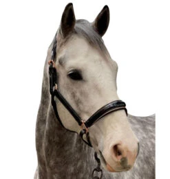 Halter Ego Aurelia Rose Gold Halter -Horse Trail Haven Sales Store aurelia black pt rs gold halter ego 47724.1682994359