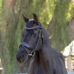 Halter Ego Hayworth Snaffle Bridle