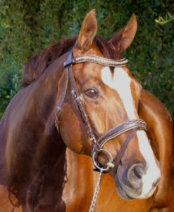 Halter Ego Crystal Jumper Bridle -Horse Trail Haven Sales Store crystal jumper bridle flash side halter ego 83404.1690316960