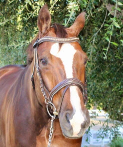 Halter Ego Crystal Jumper Bridle -Horse Trail Haven Sales Store crystal jumper bridle front halter ego 85107.1690040348