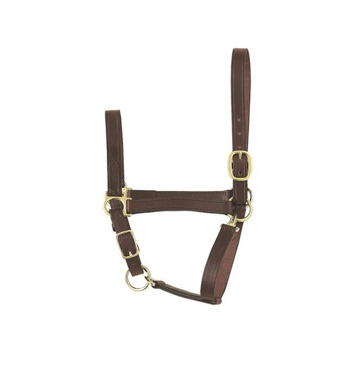 Perri's Economy Leather Foal/Pony Halter 1 Perri's Economy Leather Foal/Pony Halter