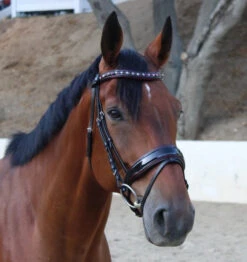 Halter Ego Hayworth Snaffle Bridle -Horse Trail Haven Sales Store hayworth snaffle bk.pt brgn lifestyle HAYWORTH halter ego 40410.1682555720