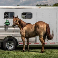 Kong Equine Hanging Kit Horse Toy 9 Kong Equine Hanging Kit Horse Toy -Horse Trail Haven Sales Store kong hanging standard green trailer kong equine 94340.1638045208