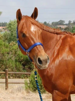 Mary's Walsh Nylon Halter -Horse Trail Haven Sales Store mary s nylon halter 3 51448 31843.1684342680