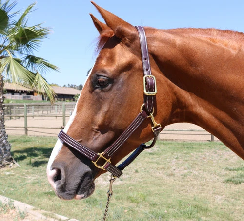 Mary's British Leather Halter With Solid Brass Hardware 2 Mary's British Leather Halter With Solid Brass Hardware - Image 2