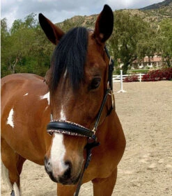 Halter Ego Safari Halter -Horse Trail Haven Sales Store safari halter blk lprd front halter ego 27053.1682538591