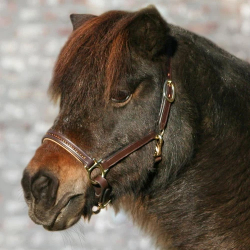 Waldhausen Star Leather Diamond Halter 2 Waldhausen Star Leather Diamond Halter - Image 2